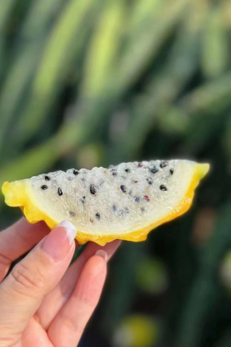 海南燕窝果麒麟果水果产地直供