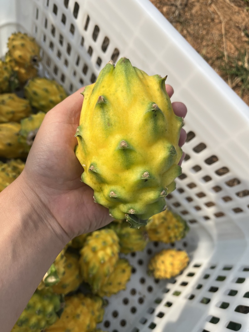 海南燕窝果麒麟果水果产地直供