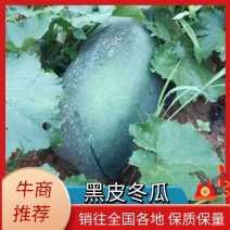 【黑皮冬瓜】大量上市品质有保障产地直发可来电咨询