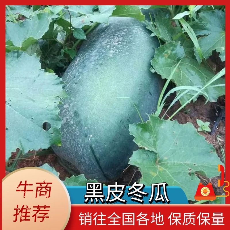 【黑皮冬瓜】大量上市品质有保障产地直发可来电咨询
