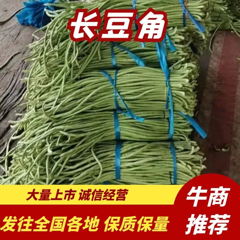 精品长豆角青豆角产地直发视频发货欢迎咨询