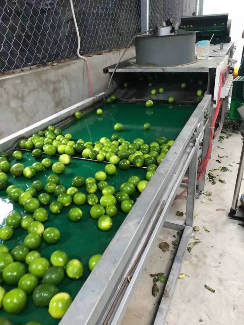 下架红河无籽香水柠檬香味浓郁产地直供可视频看货欢迎来电