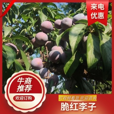 【甄选】脆红李，四川脆红李，甘甜可口，对接全国各地。