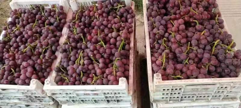 河北邢台富硒巨峰葡萄套袋批发大量现货价格来电详谈