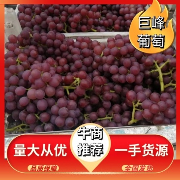 河北邢台富硒巨峰葡萄套袋批发大量现货价格来电详谈