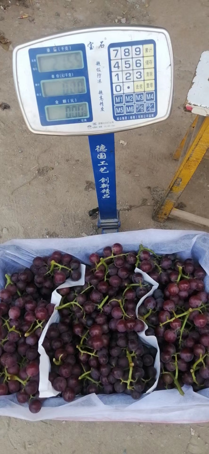 河北邢台富硒巨峰葡萄套袋批发大量现货价格来电详谈