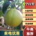 【精选华山梨】华山梨山东精选梨产地直供对接商超市场电联