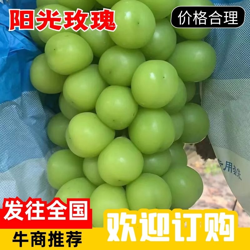 【阳光玫瑰】河北葡萄大量上市果型端正一条龙电话议价
