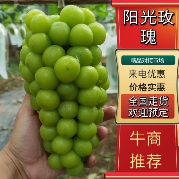 【阳光玫瑰】河北葡萄大量上市果型端正一条龙电话议价