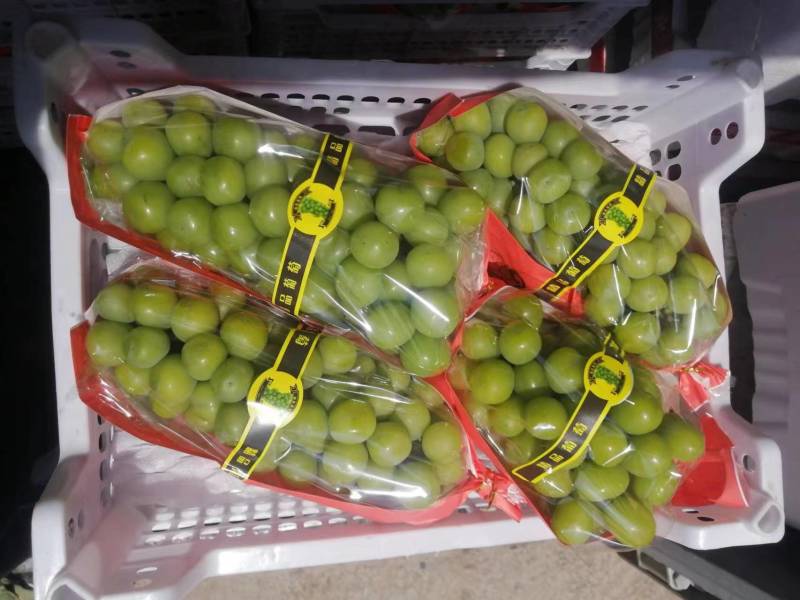【阳光玫瑰】河北葡萄大量上市果型端正一条龙电话议价