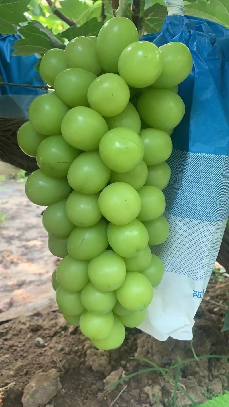 【阳光玫瑰】河北葡萄大量上市果型端正一条龙电话议价