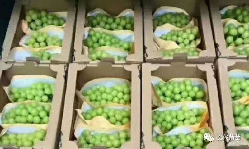 【阳光玫瑰】河北葡萄大量上市果型端正一条龙电话议价