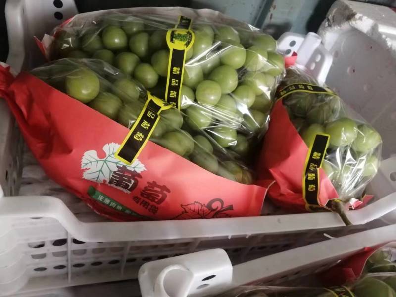 【阳光玫瑰】河北葡萄大量上市果型端正一条龙电话议价