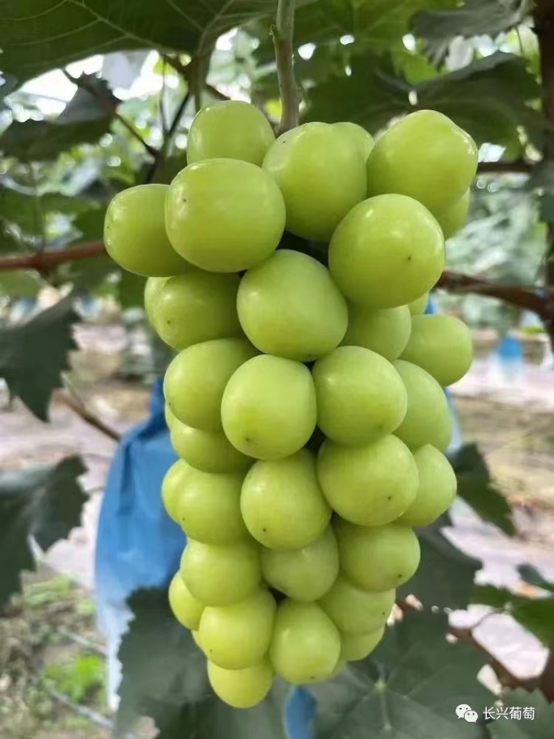 【阳光玫瑰】河北葡萄大量上市果型端正一条龙电话议价