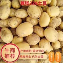 河北土豆【原产地直供】冀张226土豆现货供应物美价优