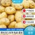 河北土豆【黄心土豆】规格齐全现货现发产地一手货源供应