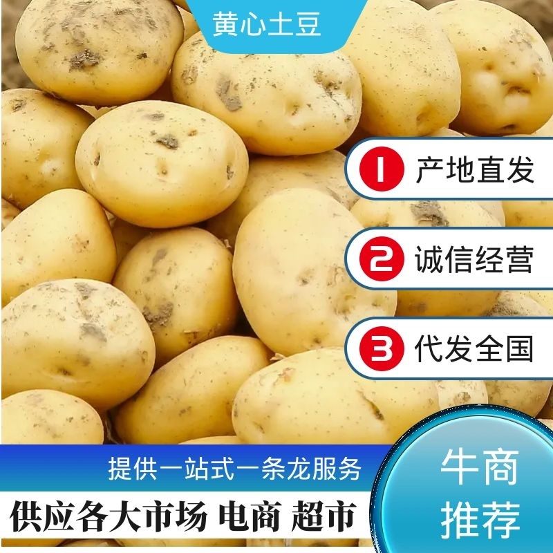 河北土豆【黄心土豆】规格齐全现货现发产地一手货源供应
