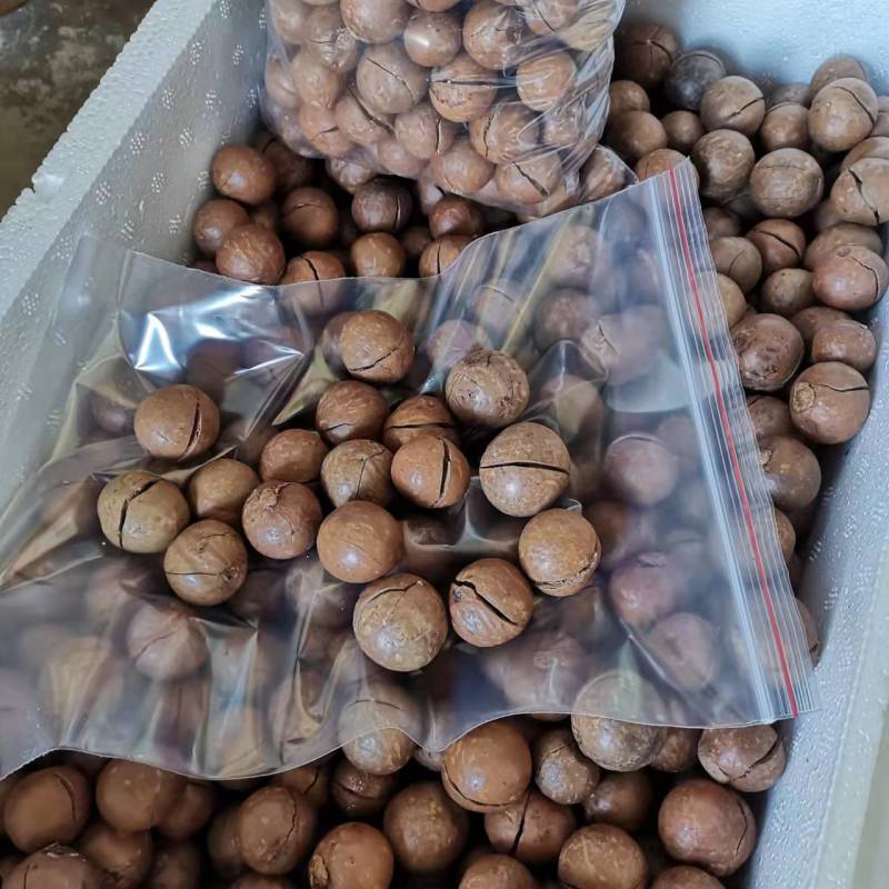 云南开口原味夏威夷果澳洲坚果基地直发送开口器0添加净重
