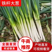 甘肃铁杆大葱基地直发品质保证一手货源量大从优