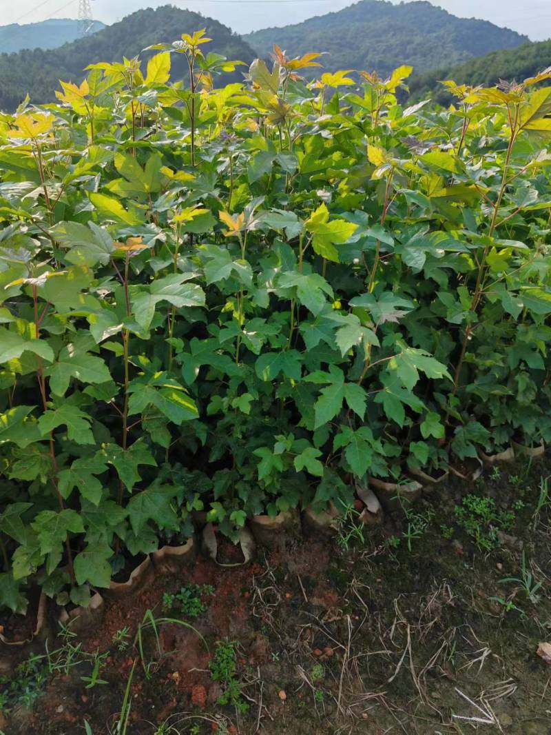 江西吉安大量供应枫香杯苗苗圃直供欢迎来电咨询