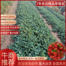 山东安丘甜宝章姬隋珠香野妙三越秀联盟等草莓苗全国发货