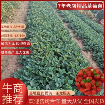 山东安丘甜宝章姬隋珠香野妙三越秀联盟等草莓苗全国发货