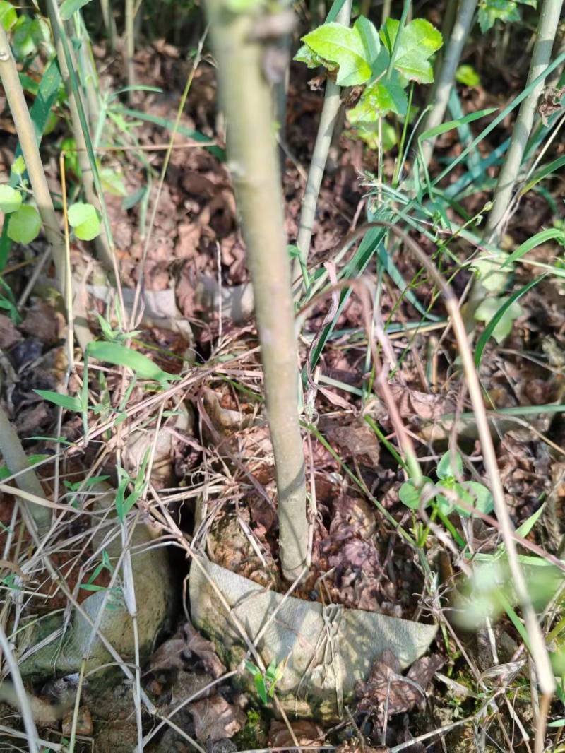 江西吉安大量供应枫香杯苗苗圃直供欢迎来电咨询