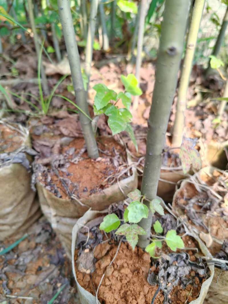 江西吉安大量供应枫香杯苗苗圃直供欢迎来电咨询