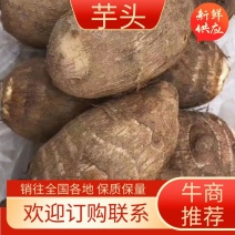 分级手选优质毛芋头8520芋头大量供应货源充足