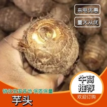 8520毛芋头大量上市分级手选货源充足常年供应