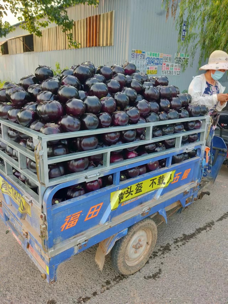 【精选】精品圆茄，紫光圆茄，大量供应，产地直发，品质保证
