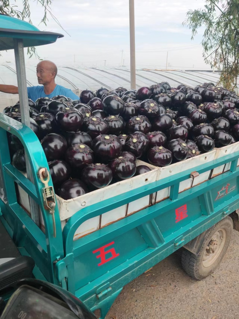 【精选】精品圆茄，紫光圆茄，大量供应，产地直发，品质保证