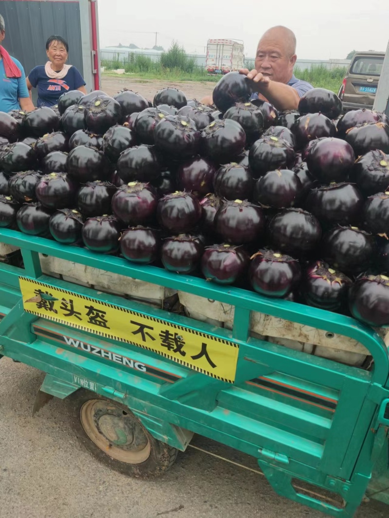 【精选】精品圆茄，紫光圆茄，大量供应，产地直发，品质保证