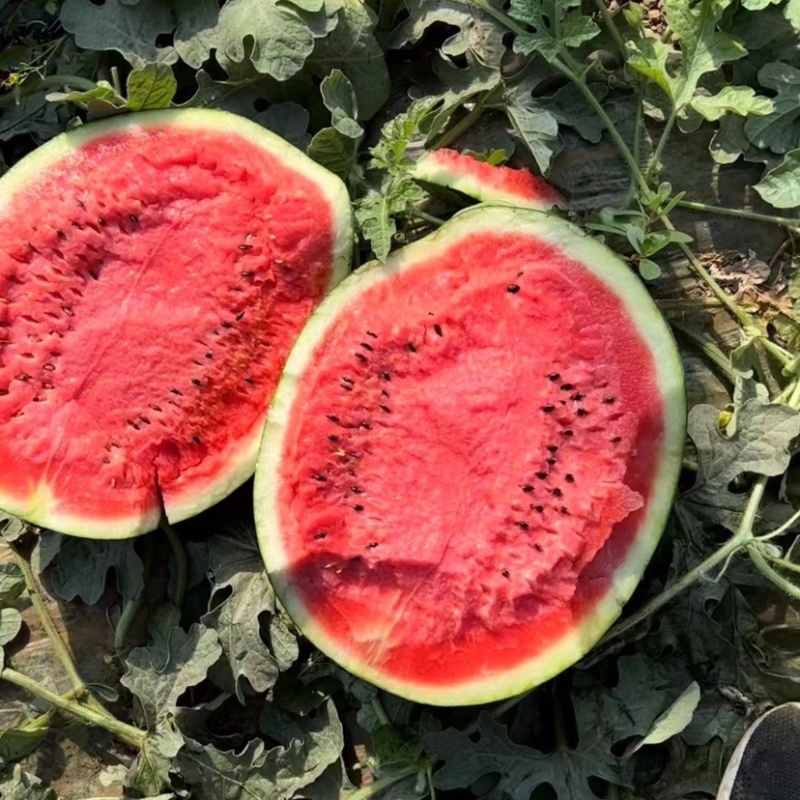 吉林庆红999西瓜，地雷瓜头茬大量供应一手货源欢迎电联