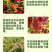 呋虫胺飞虱蚜虫稻飞虱粉虱小虫刺吸式害虫