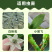 呋虫胺飞虱蚜虫稻飞虱粉虱小虫刺吸式害虫