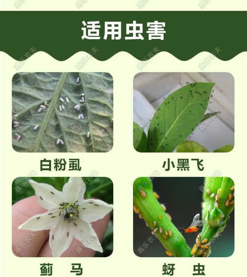 呋虫胺飞虱蚜虫稻飞虱粉虱小虫刺吸式害虫