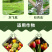 呋虫胺飞虱蚜虫稻飞虱粉虱小虫刺吸式害虫