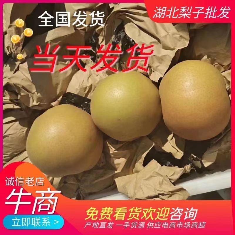 【实力供货】湖北晚秋黄梨个头大口感甜供应全国市场