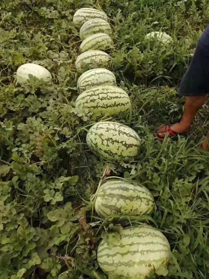 应季西瓜超高性价比