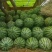 应季西瓜超高性价比