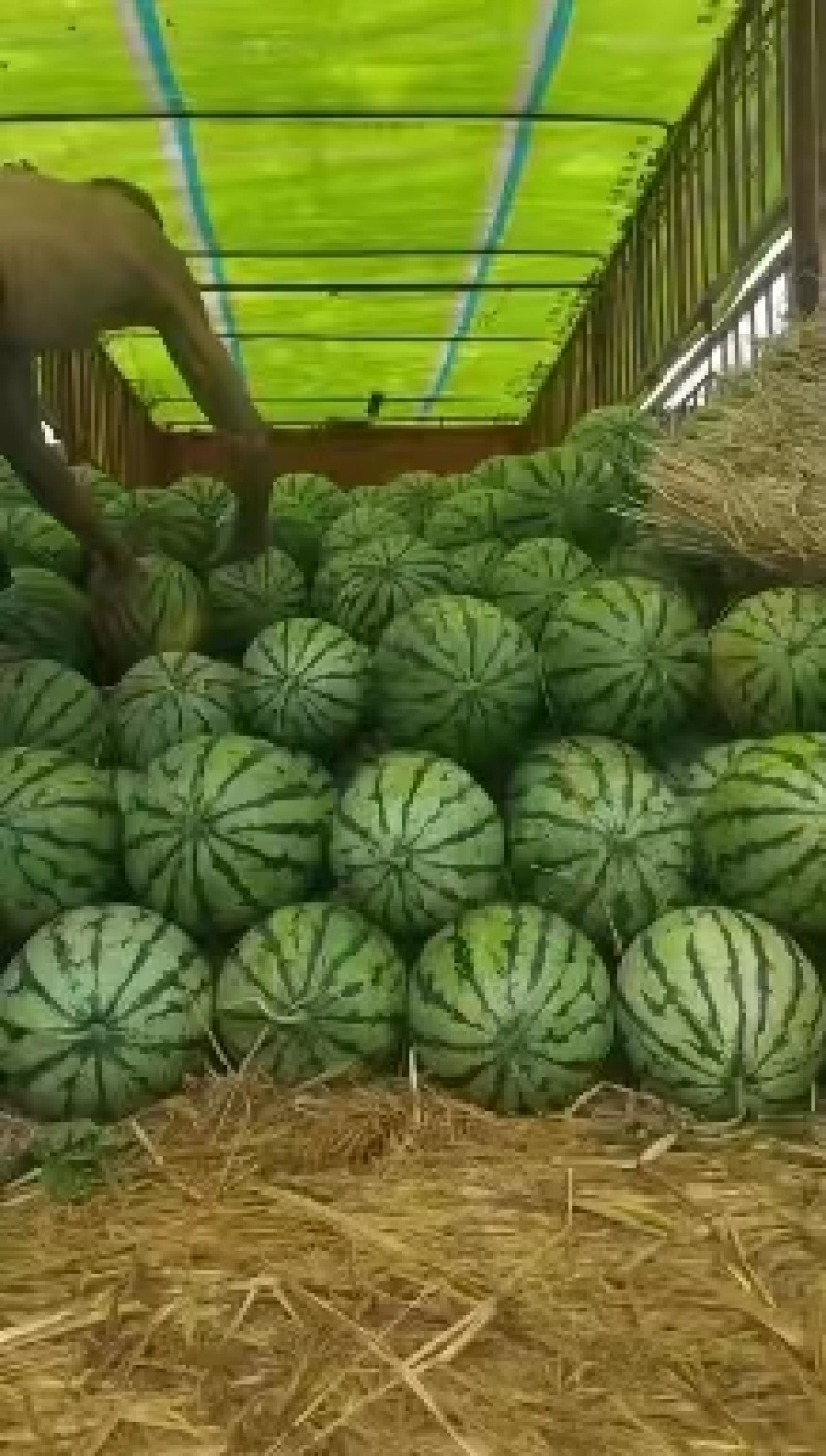 应季西瓜超高性价比