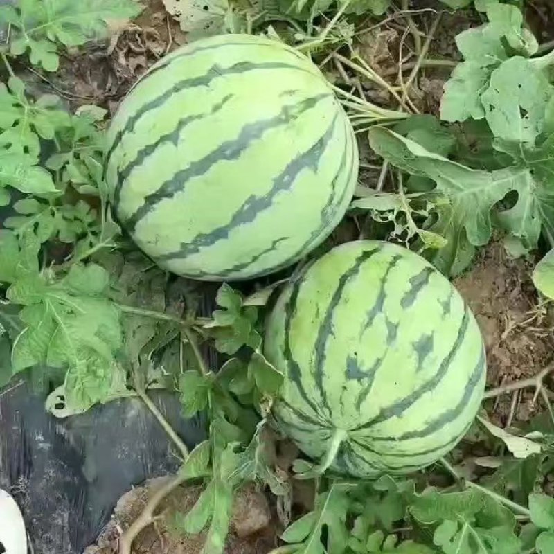 应季西瓜超高性价比