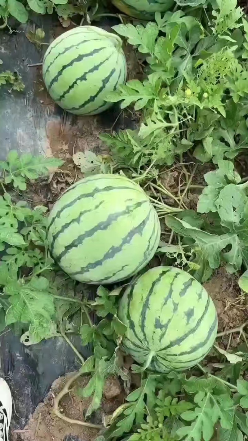 应季西瓜超高性价比