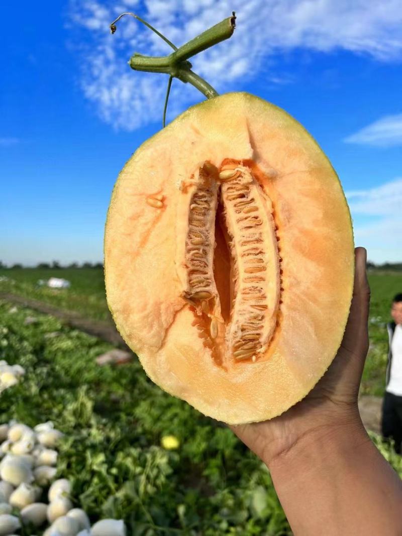 甘肃西州蜜瓜甜度高可供市场商超电商可视频看货欢迎电话订购