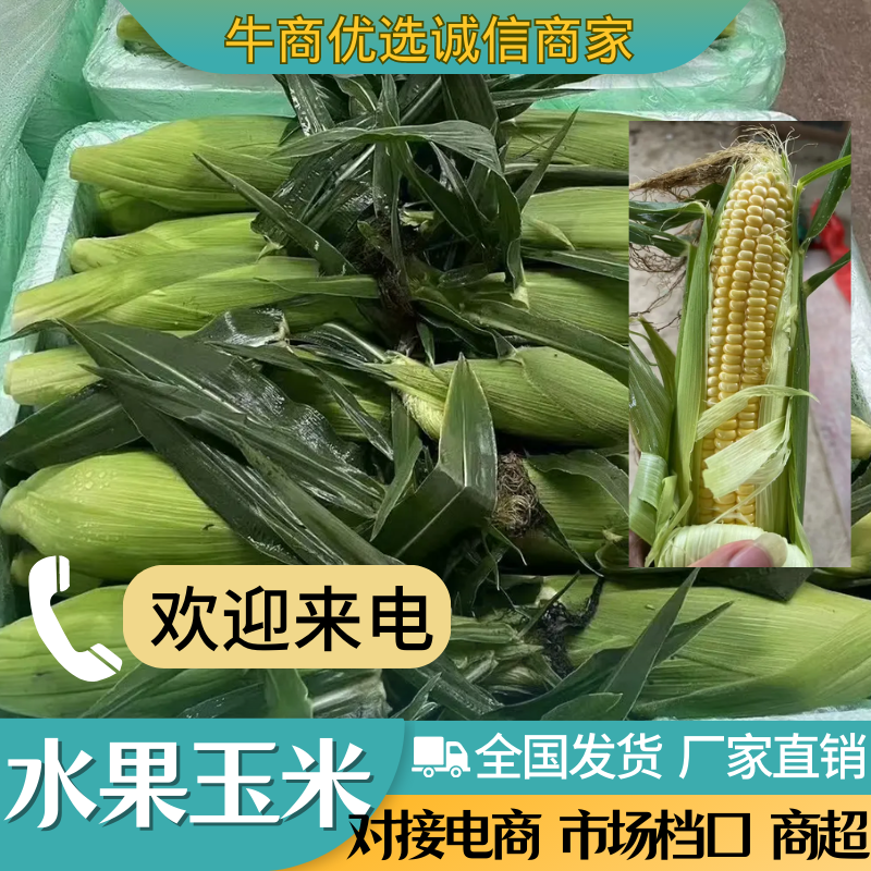 水果玉米新鲜上市，大量供应，产地广东全年有货
