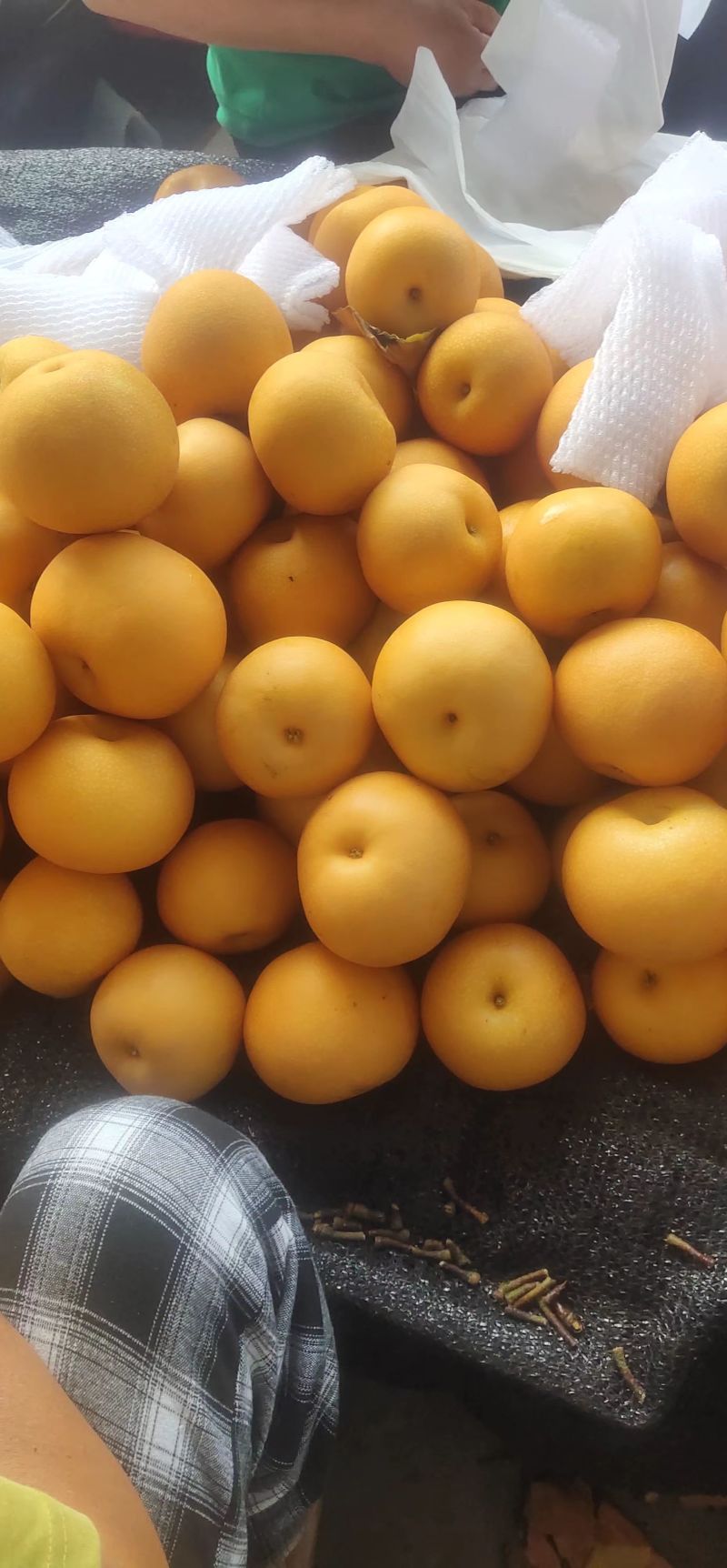 秋月梨大量上市，高糖度，果肉细腻无渣，代发全国市场商超