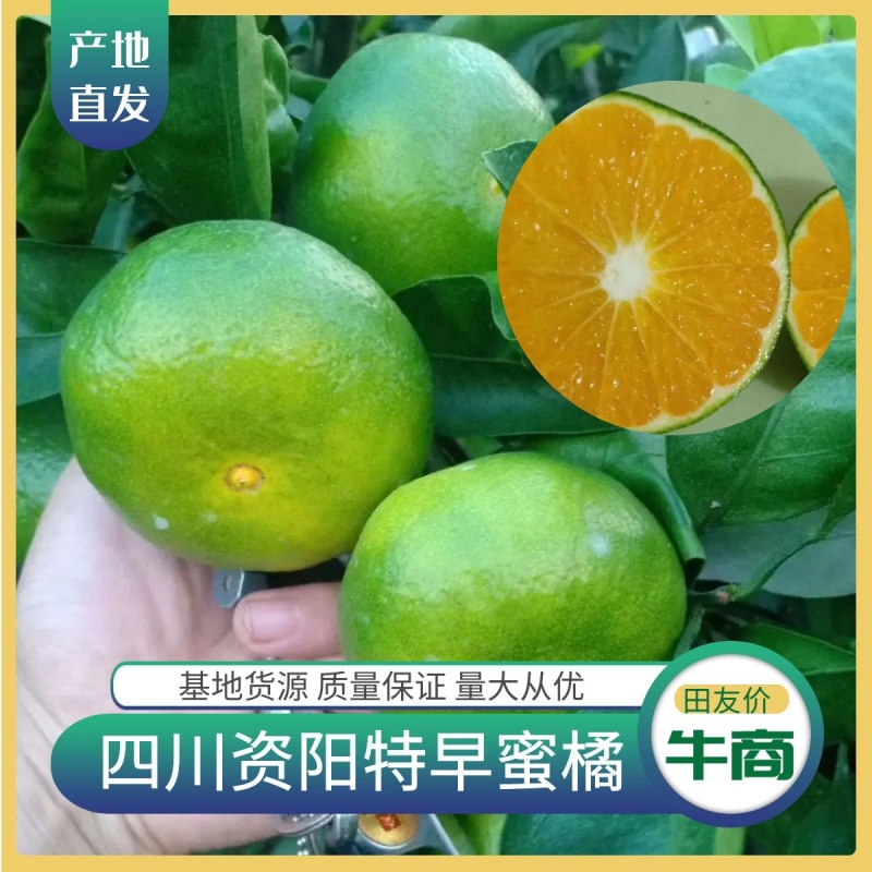 特早蜜橘大量上市对接电商市场质量保证欢迎来电洽