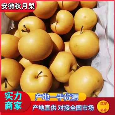 安徽砀山秋月梨糖度高个头大品质保障按需包装代发全国