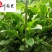 产地供应花叶玉簪好养易活成都盆栽花叶玉簪报价耐阴地